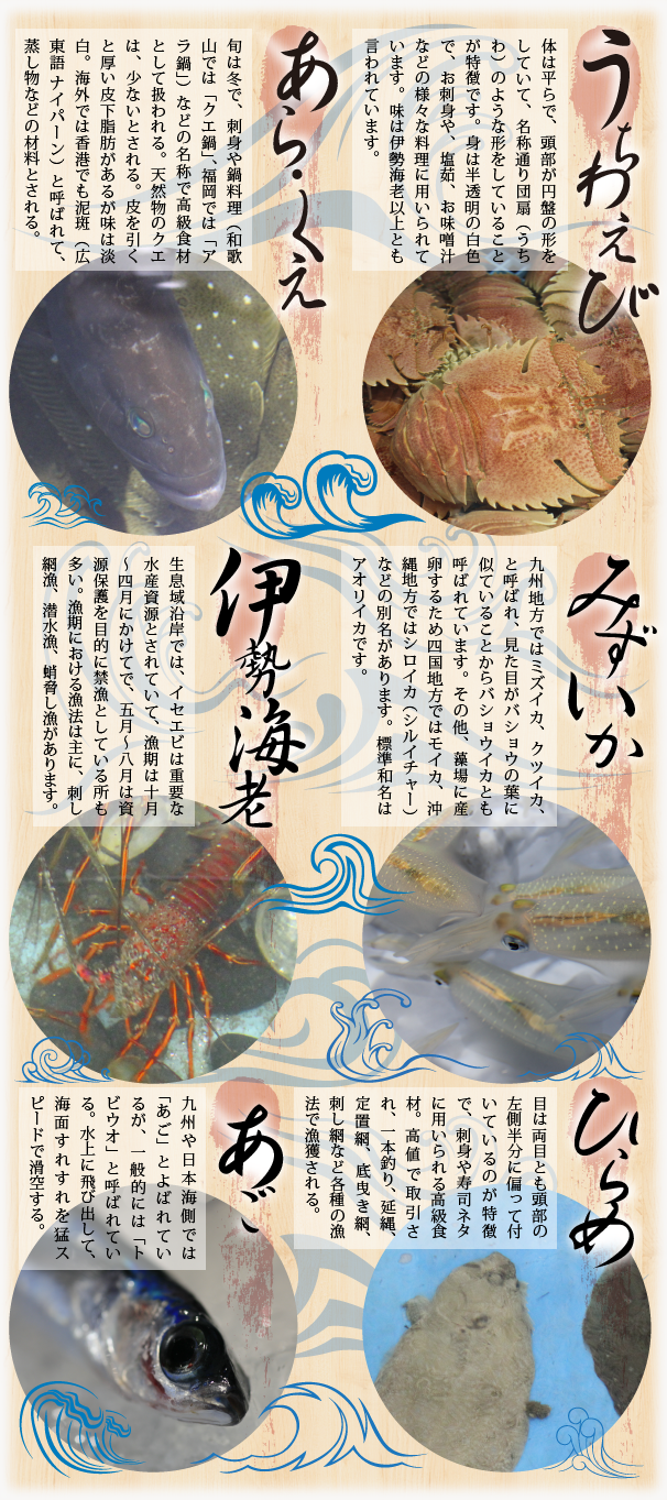 平戸の魚一覧